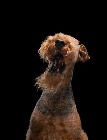 airedale terrier on a black background. funny dog in the studioの写真素材