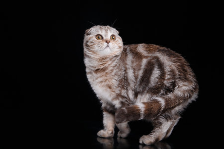 british striped cat on black background. cat portrait in photo studioの写真素材