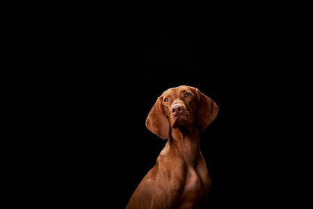 Beautiful Hungarian Vizsla dog on a black background in the studioの写真素材