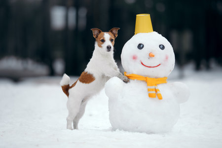 dog in snowy winter makes a snowman. Jack Russell Terrier in a scarf. Pet in natureの写真素材