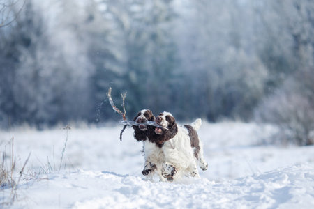 dog in the snow on nature. Springer spaniel outdoors in winterの写真素材