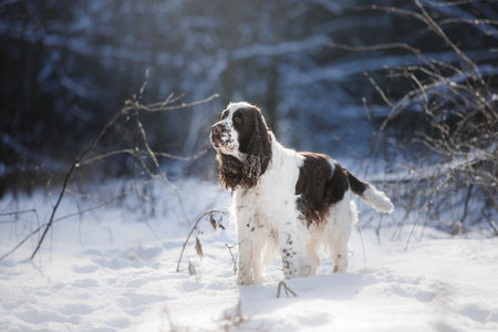 dog in the snow on nature. Springer spaniel outdoors in winterの写真素材