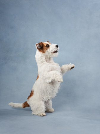 beautiful portrait of wirehaired jack russell terrier. Dog stands on its hind legs on blue texture background in studioの写真素材