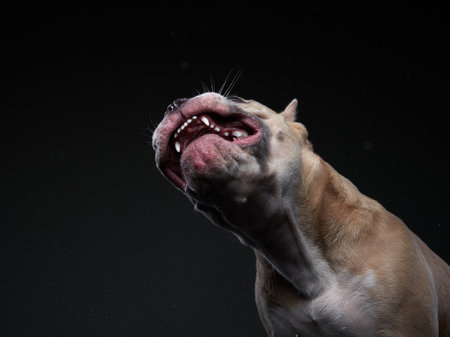 The dog catches splashes, spray, wings. Wet pet. Funny puppy american bully on black