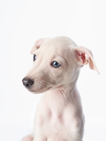 italian greyhound grey puppy on white. sweet dogs in studioの写真素材