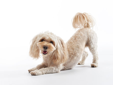 maltipoo on a white background. curly dog in photo studio. Maltese, poodleの写真素材