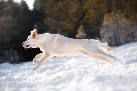 dog in the snow. Golden retriever outdoors in nature in winterの写真素材
