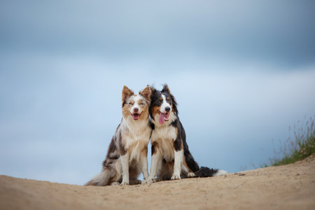 dogs hug. Two cute border collies in the park in summer against the sky