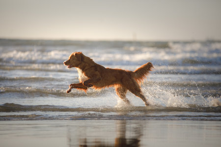 dog in water. Active novo scotia duck tolling retriever jumping on the sea. Active holiday with a petの写真素材