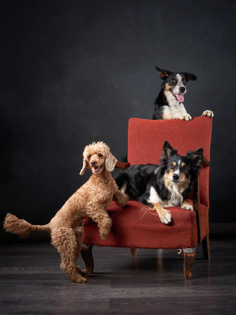 Dogs in the chair. Retro picture with pets. border collie and poodle on a red chair in studioの写真素材