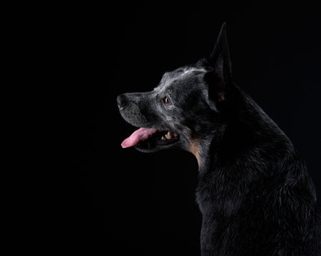Australian Cattle Dog in the studio on a black background. dog on darkの写真素材