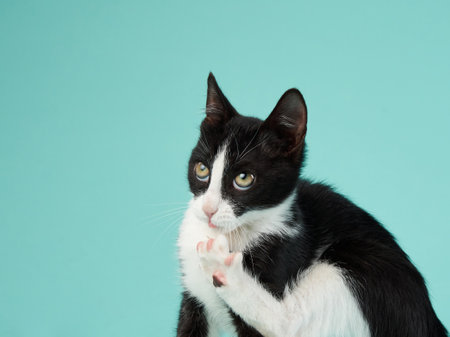 black and white kitten on a mint background. young cute cat in the studioの写真素材