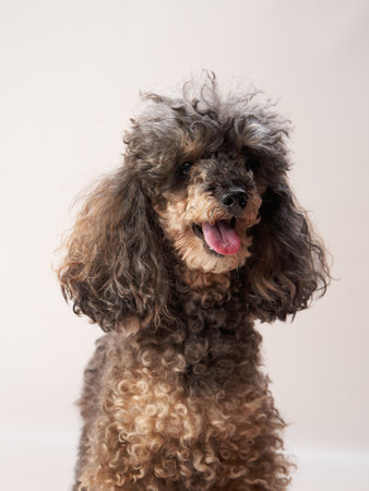 Funny small poodle on a beige background. curly dog in photo studio. Maltese, poodleの写真素材