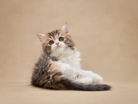 Cat on a beige canvas background. Fluffy Longhair Scottish kittenの写真素材