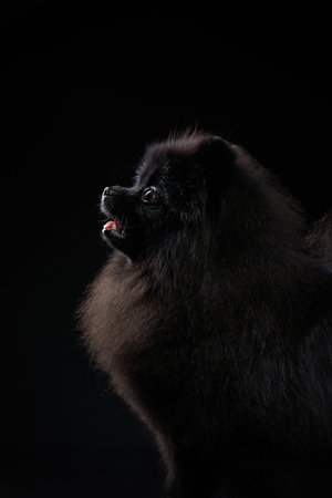 Black pomeranian spitz portrait. Black dog on a black background in studioの写真素材