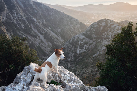 dog in the mountains. Jack Russell Terrier stands on a rock. Travel pet, hikingの写真素材