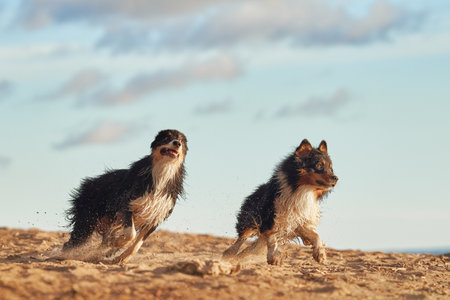 dogs plays in beach and water. two Active australian shepherd jumping . Active holiday with a pet