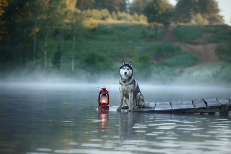 the dog sits on a wooden bridge on the lake. Romantic mood. Siberian Husky in nature