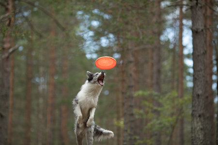 border collie catches a disc in forest. Dog is jumping in forest