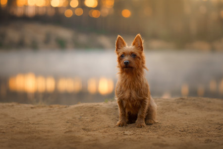 Dog on the sandy beach at dawn. Australian Terrier in nature. Beautiful pet in nature