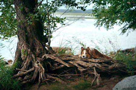 The dog on the sea. Vacation with a pet. Red and white border collie