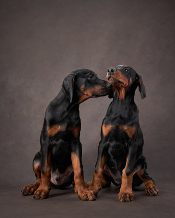two doberman puppies are sitting and plays. Dog on a brown canvas background in studio
