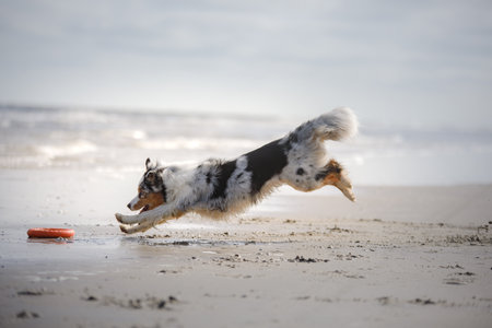 Playful dog at the sea. Active australian shepherd jumping in the water. Active holiday with a petの写真素材