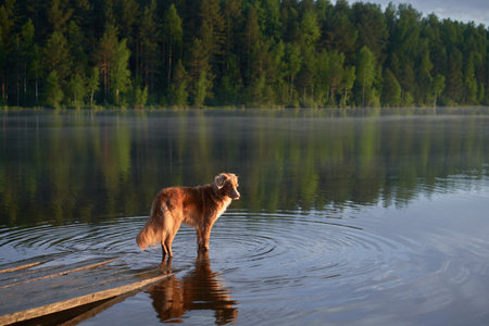 dog on a wooden bridge at the lake. Pet for a walk. Nova Scotia Duck Tolling Retriever in natureの写真素材
