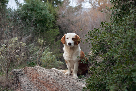 Funny red and white dog in the mountains. Mix breed in nature at springの写真素材