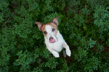 dog in the green grass. view from above. Funny and happy jack russell terrier. Pet on a walk