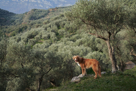 dog at old olive tree. Nova Scotia duck tolling retriever in nature. Toller on a walk in the green parkの写真素材