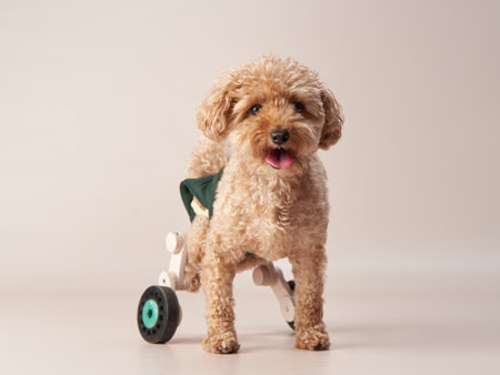 Funny small poodle on a beige background in a wheelchair. curly dog in photo studio. Maltese, poodleの写真素材