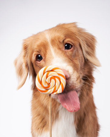 Sweet funny dog with candy. Nova Scotia Duck Tolling Retriever, toller on white background in studioの写真素材