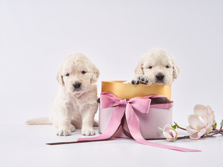 two golden retriever puppies in a basket on a white background. cute sleeping dogの写真素材
