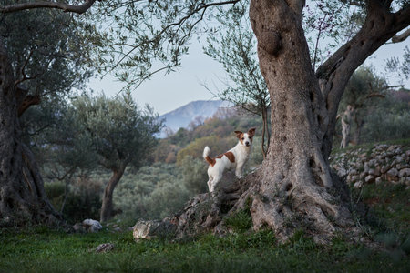 the dog near the olive tree. Jack Russell Terrier in an grove in nature. Pet in parkの写真素材