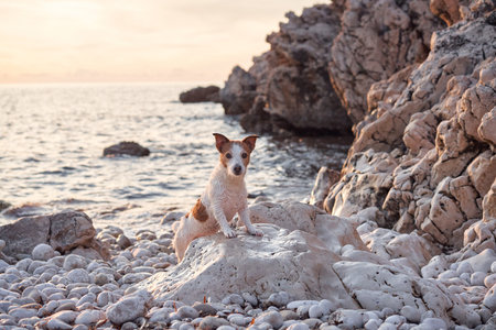 the dog play on the beach. Jack Russell Terrier at sea. Active pet outdoors, vacationの写真素材