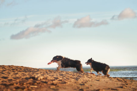 dogs plays in beach near water. two Active australian shepherd jumping . Active holiday with a petの写真素材