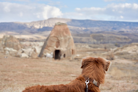 Red dog in cappadocia against the backdrop of the sandy mountains. Nova Scotia Duck Tolling Retriever at sunriseの写真素材