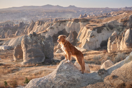 Red dog in cappadocia against the backdrop of the sandy mountains. Nova Scotia Duck Tolling Retriever at sunriseの写真素材