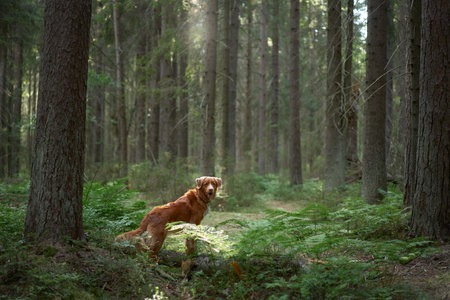 Red dog in the green forest. Hiking with a pet. Nova Scotia Duck Tolling Retriever in nature