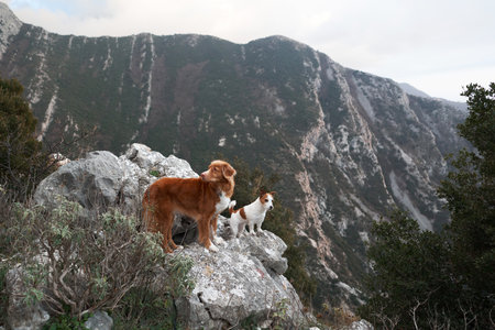 Two dogs on a stone at mountains. Hiking with a Pet. Nova Scotia Tolling Retriever and Jack Russell Terrierの写真素材