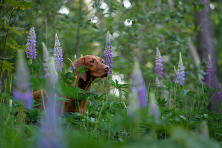 dog in lupins. Hungarian vizsla in flowers. Pet in nature outdoorsの写真素材