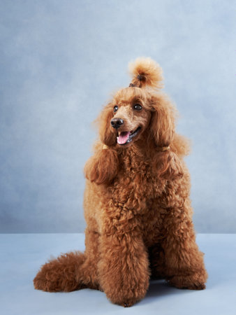 Happy dog. funny red poodle on a blue background. Pet in studioの写真素材