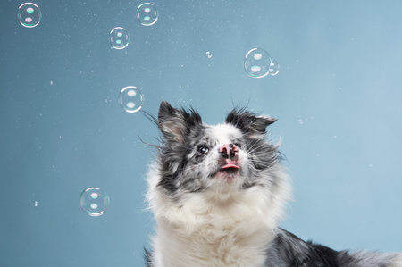 dog plays with soap bubbles. Funny border collie on a blue background. Pet in the studioの写真素材