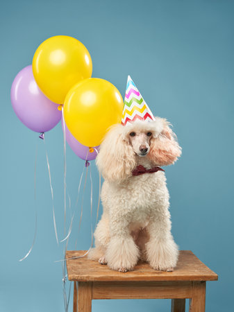 dogs birthday party. poodle in a cap and balloons. Holiday with a pet, carnival, funの写真素材