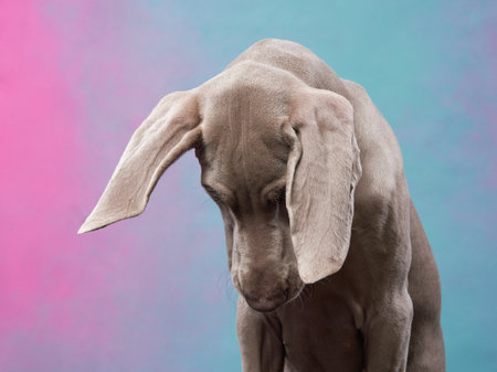 Weimaraner puppy on a bright background. Portrait of a gray dog. Funny Pet in the studioの写真素材