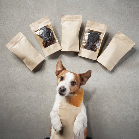 dog with a treat. advertising shooting with a pet. natural delicacies. Meat. Cute Jack Russell Terrier lies with animal foodの写真素材