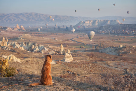 Red dog in cappadocia against the backdrop of the sandy mountains. Nova Scotia Duck Tolling Retriever at sunriseの写真素材