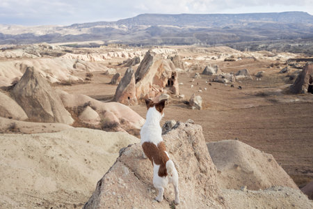 Little dog in cappadocia against the backdrop of the sandy mountains. Jack Russell Terrier at sunriseの写真素材