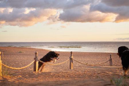 dog plays on beach near water. Active australian shepherd jumping . Active holiday with a petの写真素材